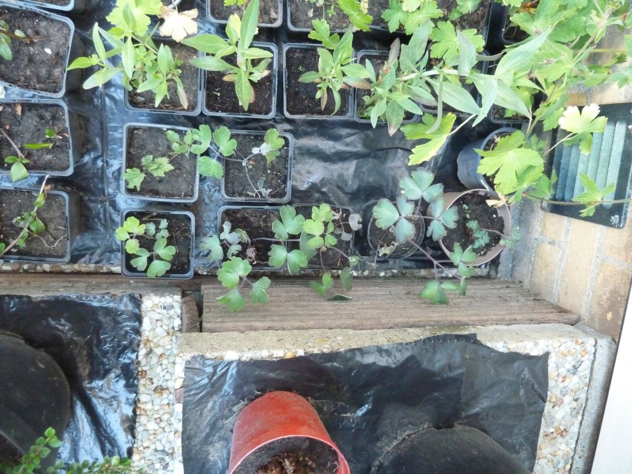 OPRUIMING VASTE PLANTEN