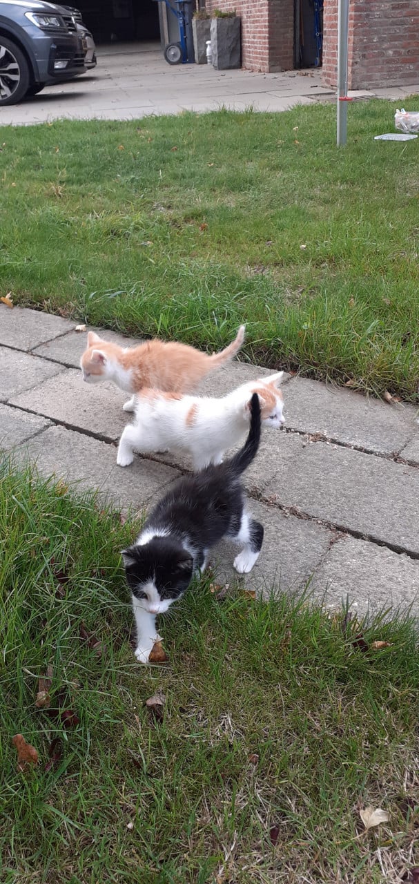 Kittens