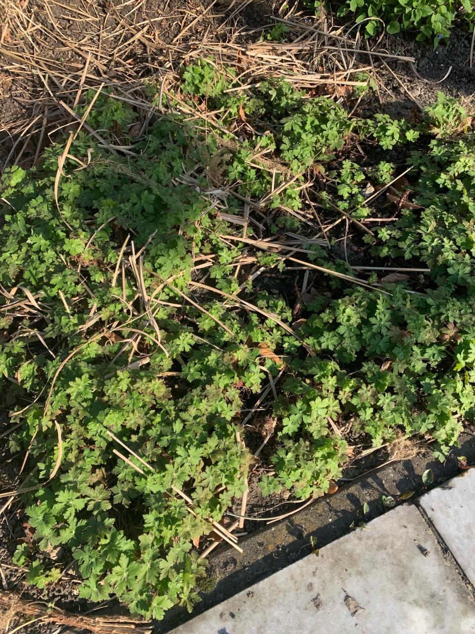 Diverse vaste tuinplanten