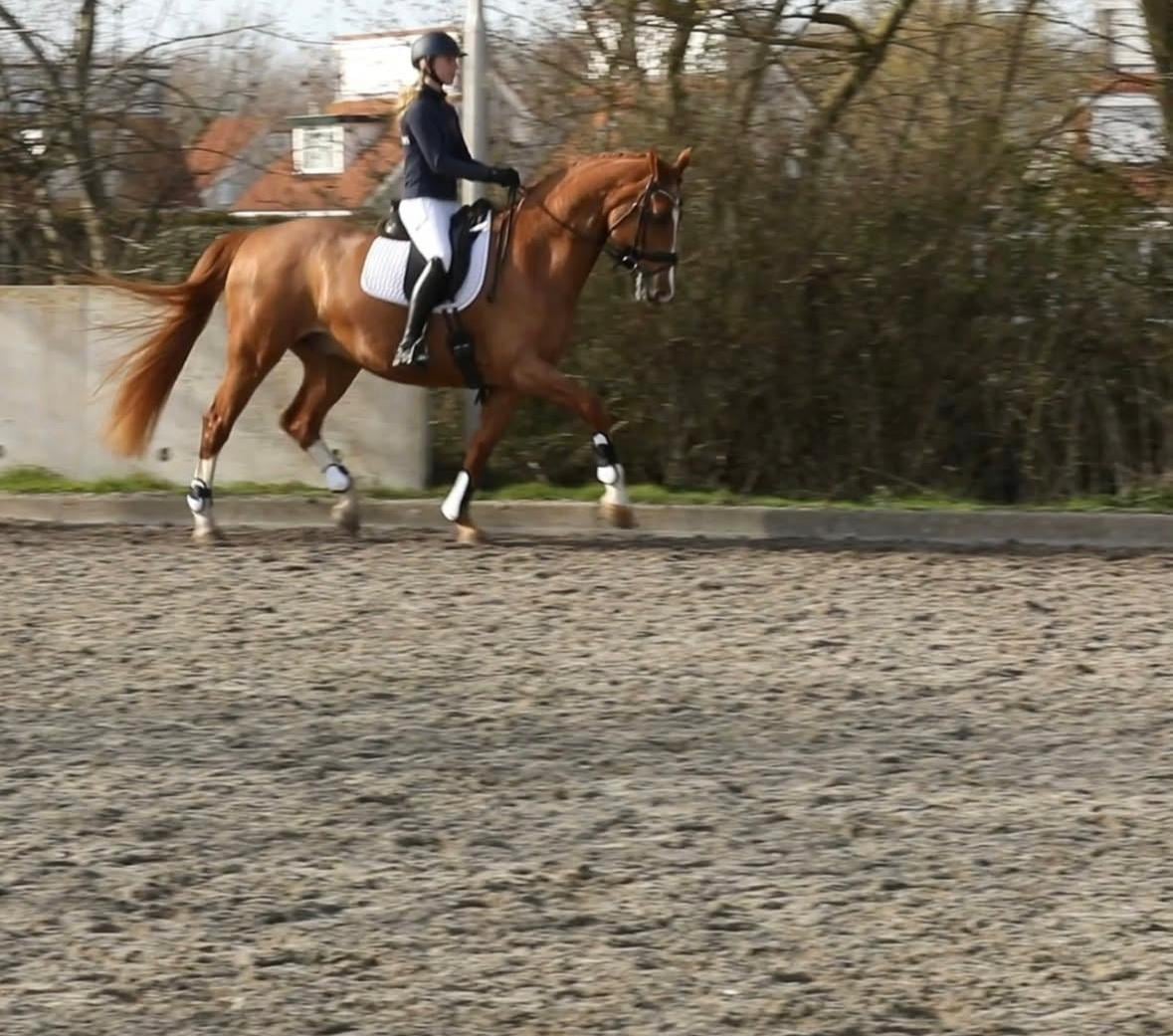 Talentvolle vos ruin (2009)