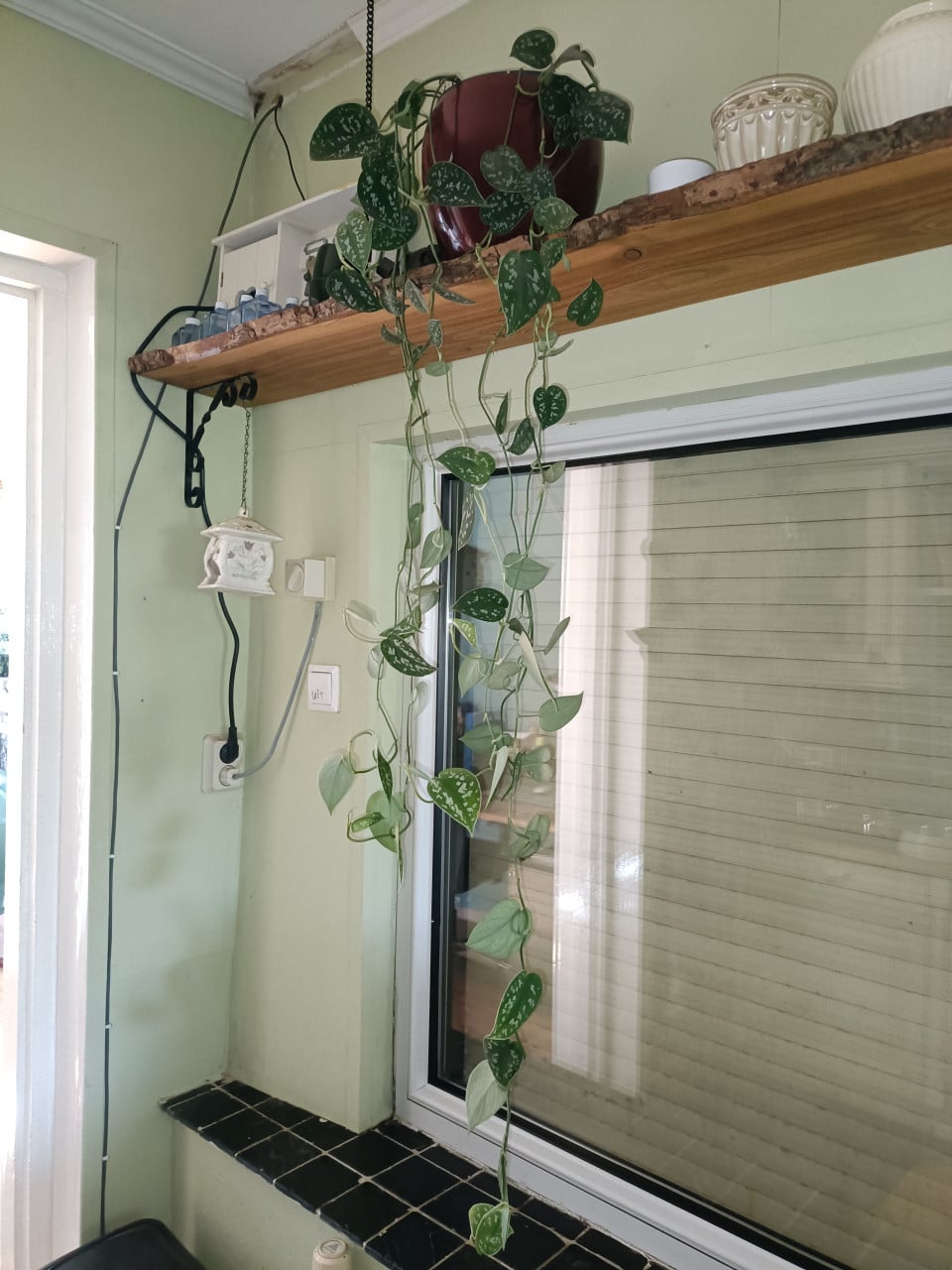 Hangplant scindapsus kamerplant