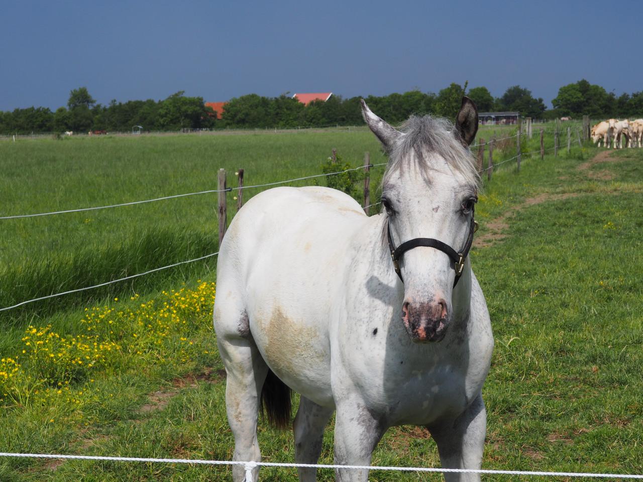 Te koop: Amerikaanse Appaloosa's