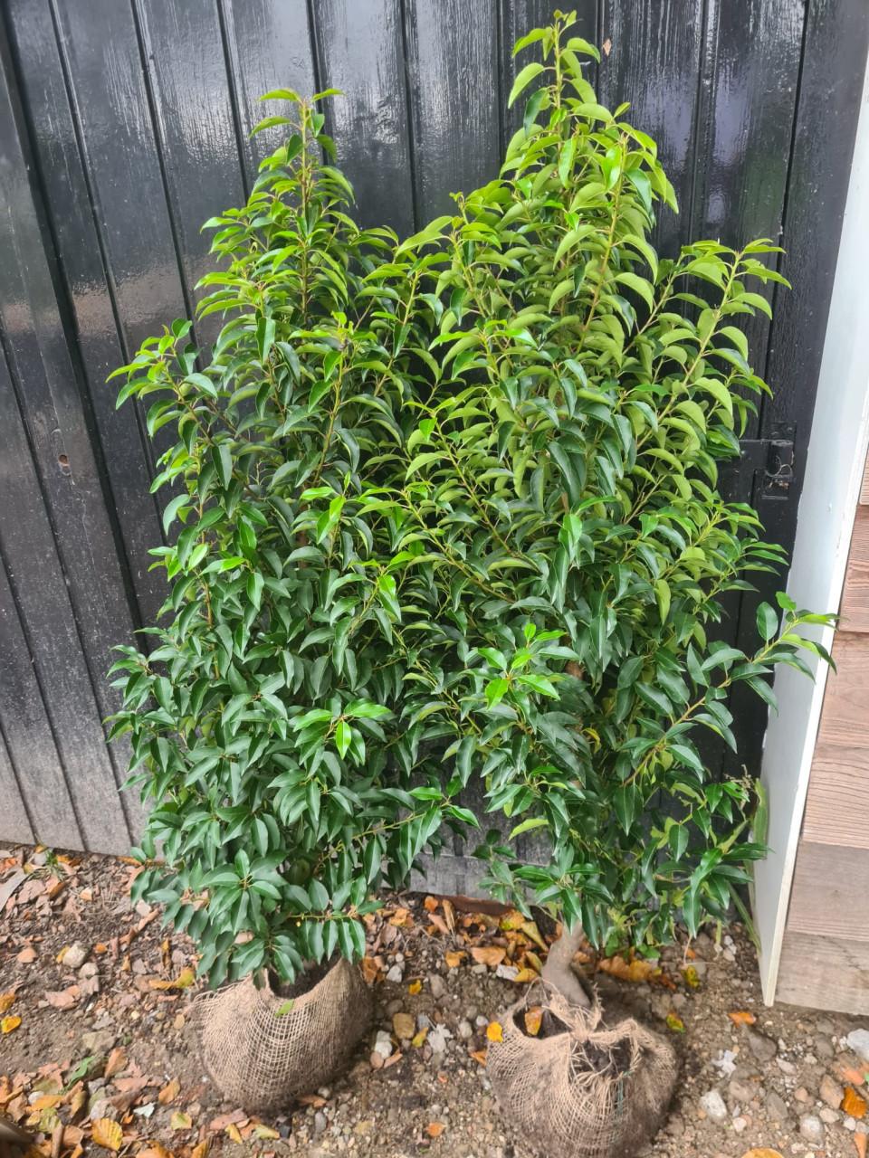 Portugese laurier haagplanten 125-150 cm direct af te halen