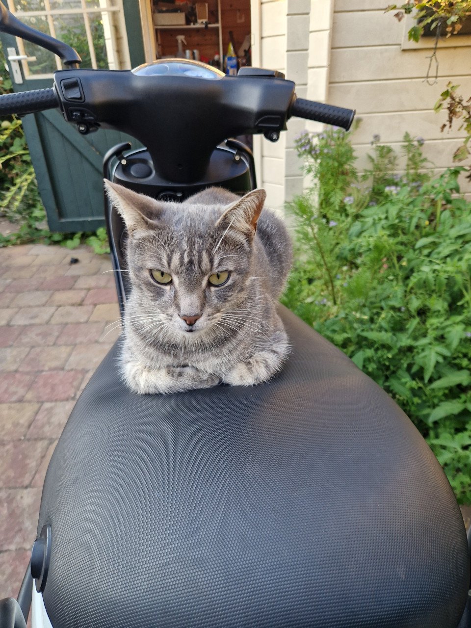 Lieve blauwe streep. Poes