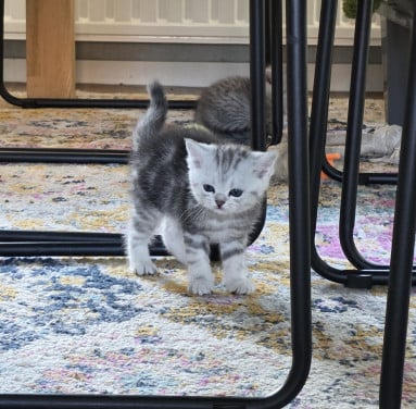 Brits korthaar kittens (Whiskas)
