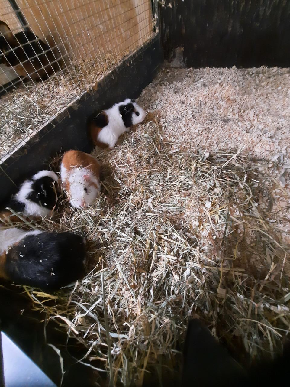 Ruime keuze cavia's en konijnen