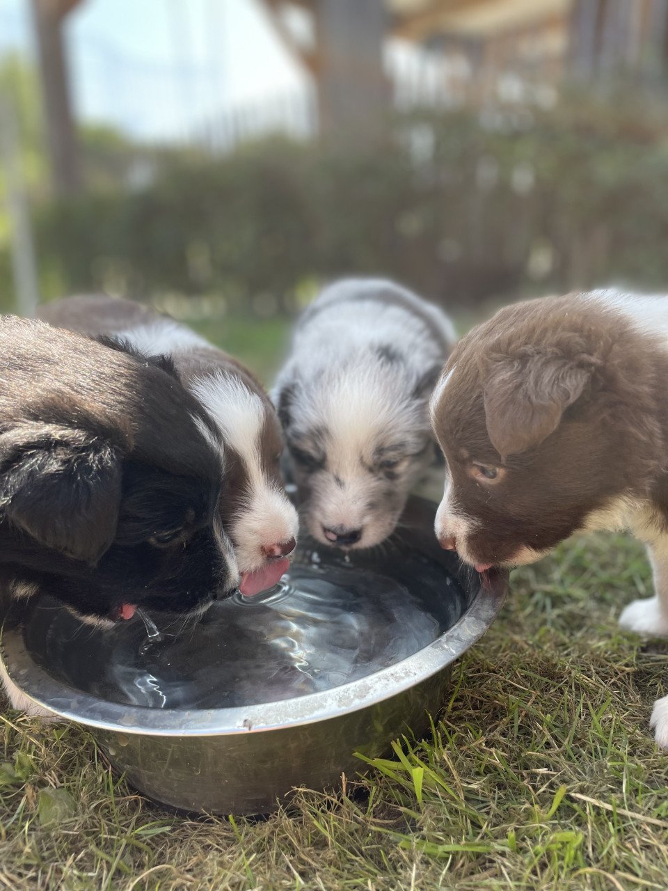 Prachtige pups te koop