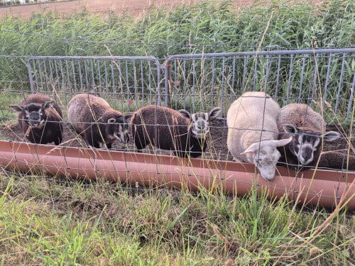 Schapen
