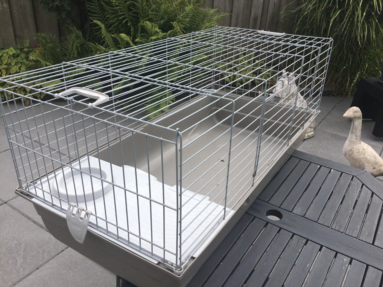 CAVIA-KONIJNENKOOI