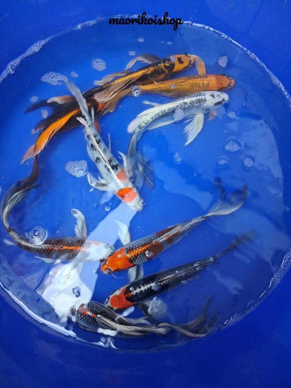 Butterflykoi