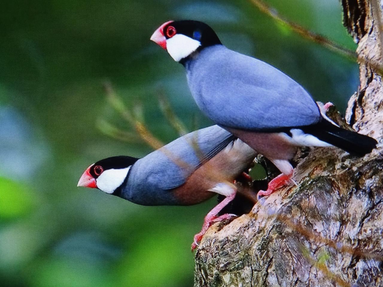 Te koop koppel witte rijstvogels broedrijp ook wildkleur koppels