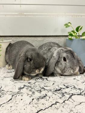 Raszuivere en zeer lieve jonge NHD rammetjes