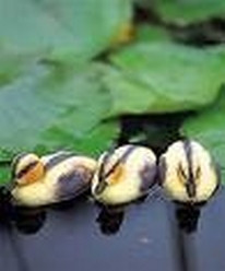 Tuinkabouter met zonnebril origineel
