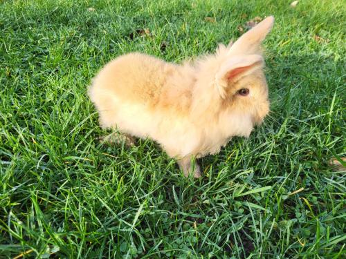 2 Jonge leeuwenkopkonijntjes