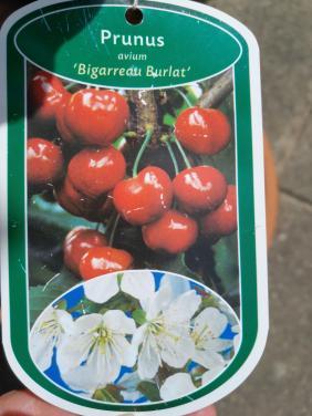 Laagstam kersenboom Bigarreau Burlat