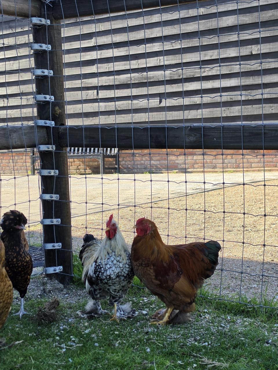 2 mooie jonge  brahma haantjes van begin mei