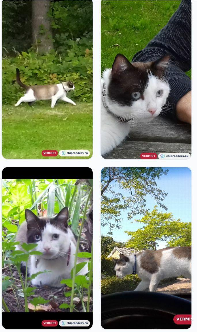 VERMIST onze kater op Schouwen