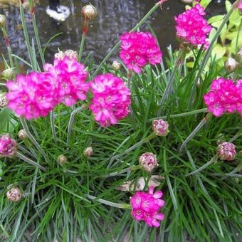 STOKROZEN en meer SIERTUIN PLANTEN + BOOM bij DE VOORDEUR