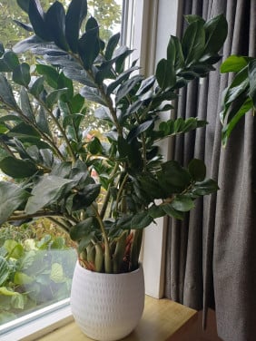 Grote Zamioculcas huiskamerplant 90 cm hoog. Goes
