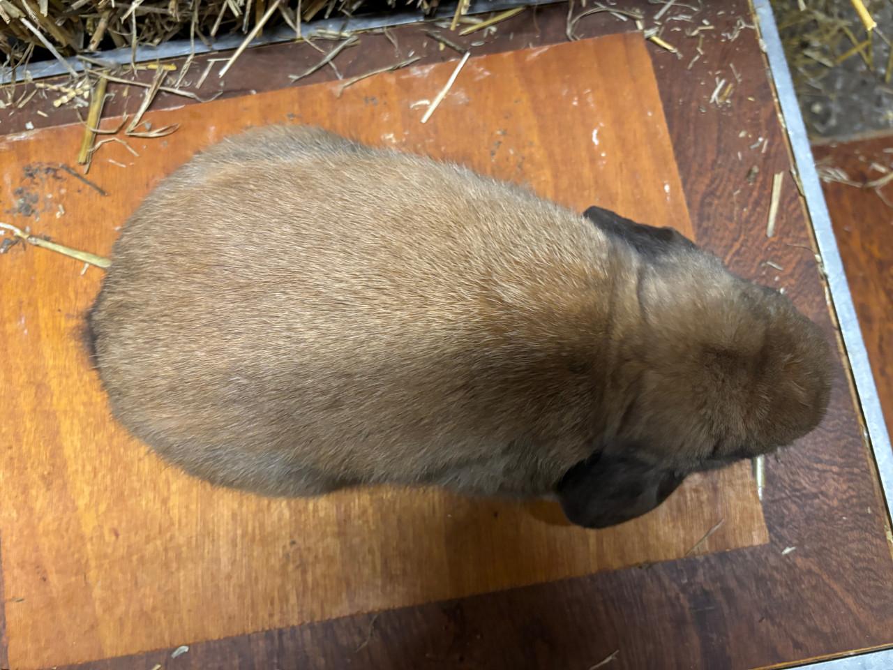 Jonge raszuivere Dwerghangoor rammetjes