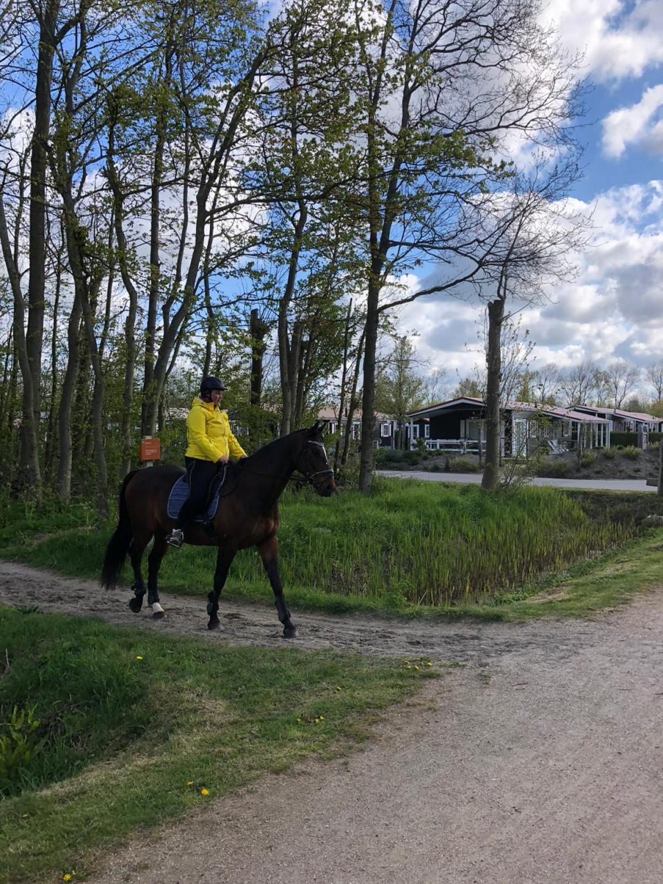 Paard zoekt huis❤️