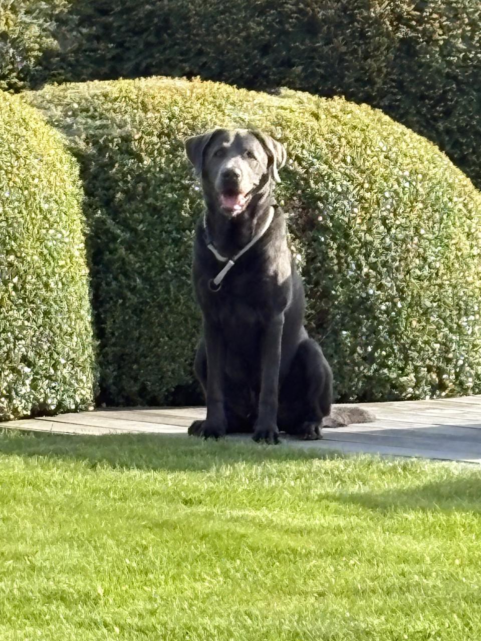 Labrador charcoal grijs