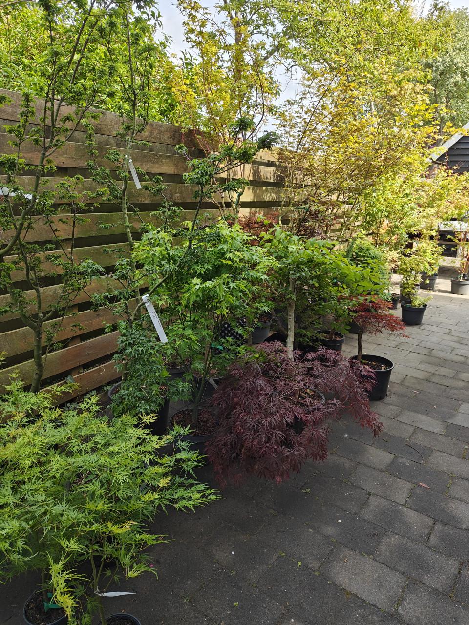 Japanse esdoorn Acer palmatum te koop
