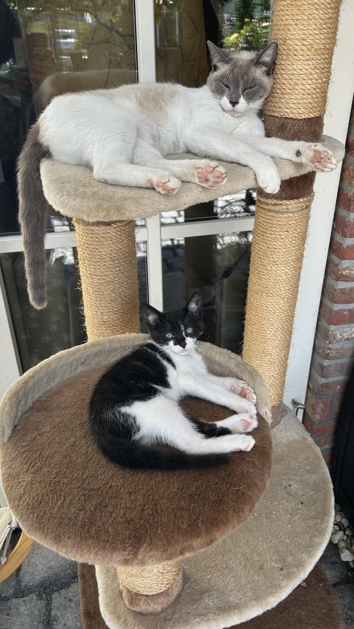 Prachtige en lieve kitten 🐈‍⬛