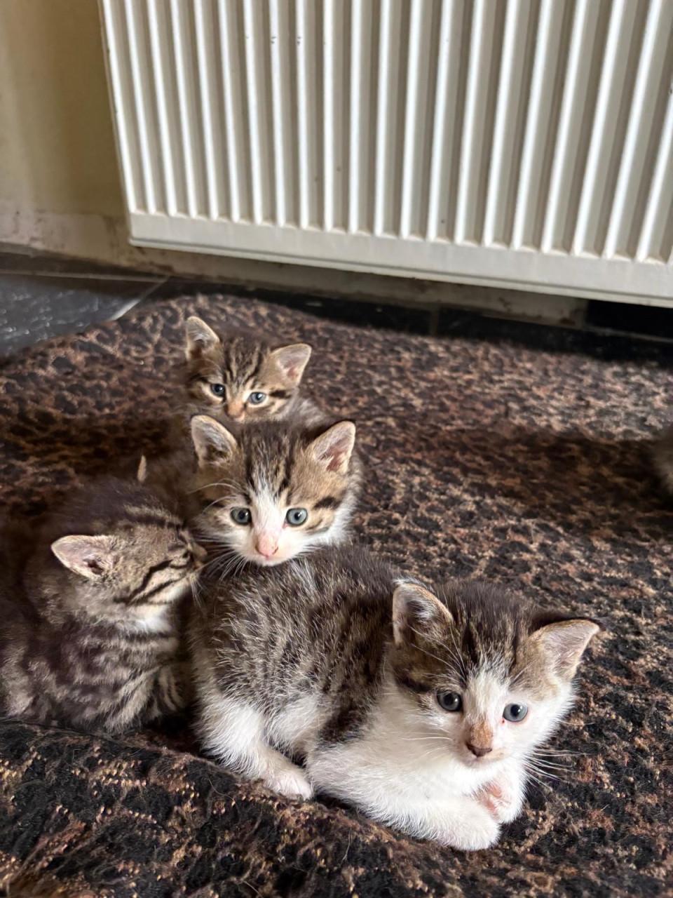 6 Kittens te koop!
