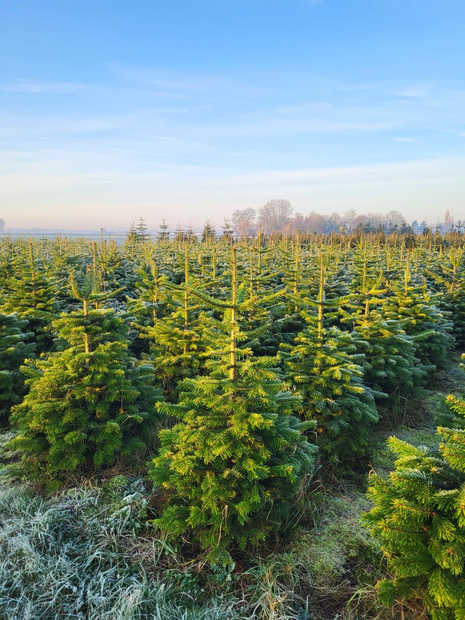 Kerstbomen 1 tot 6 meter goedkoop en vers