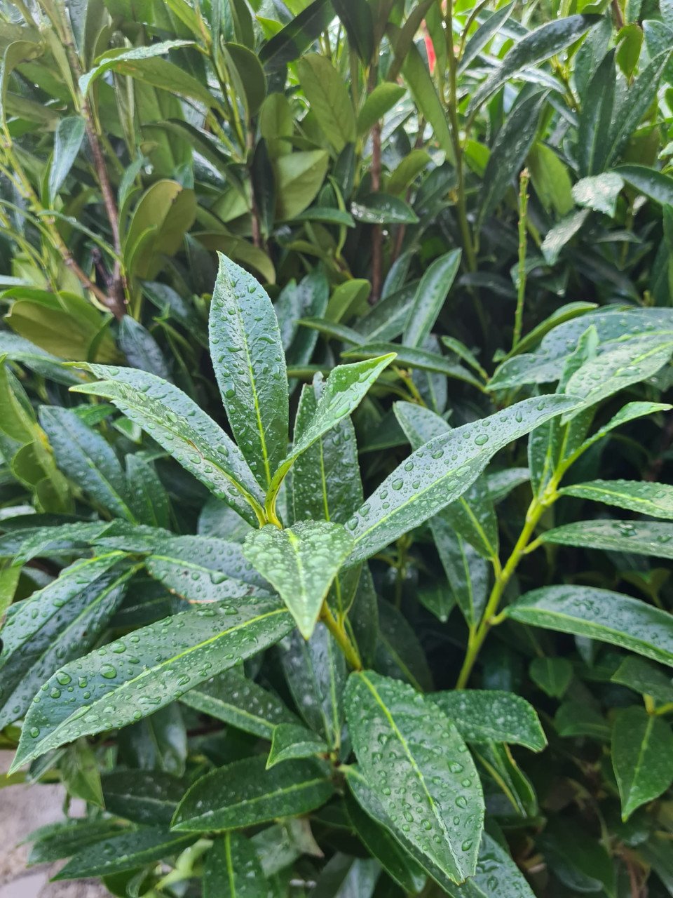 Laurierhaag - Prunus Caucasica weer leverbaar in alle maten