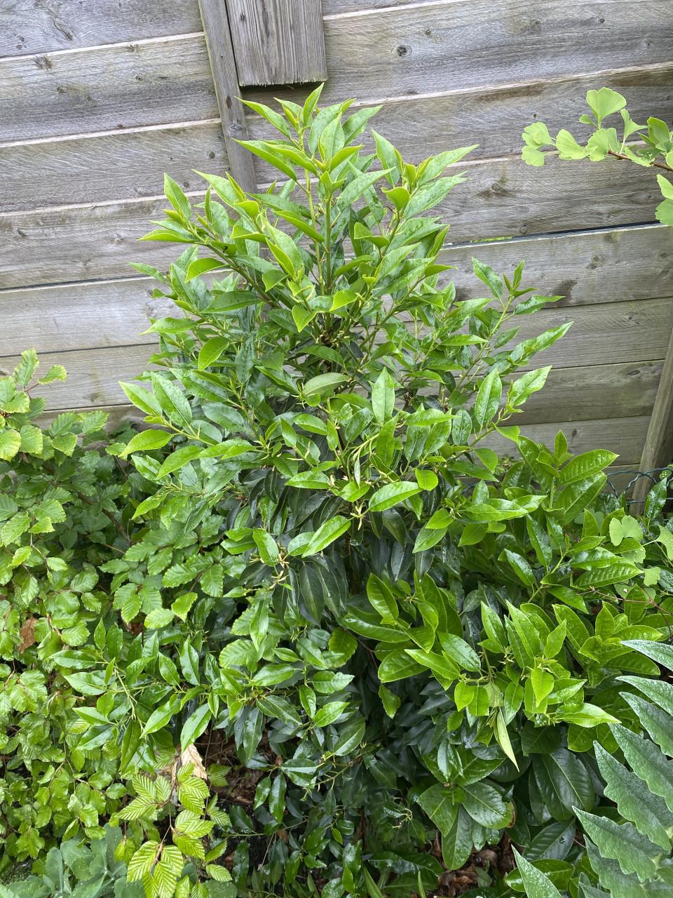 Portugese laurier, 3 stuks, 130 cm groot.