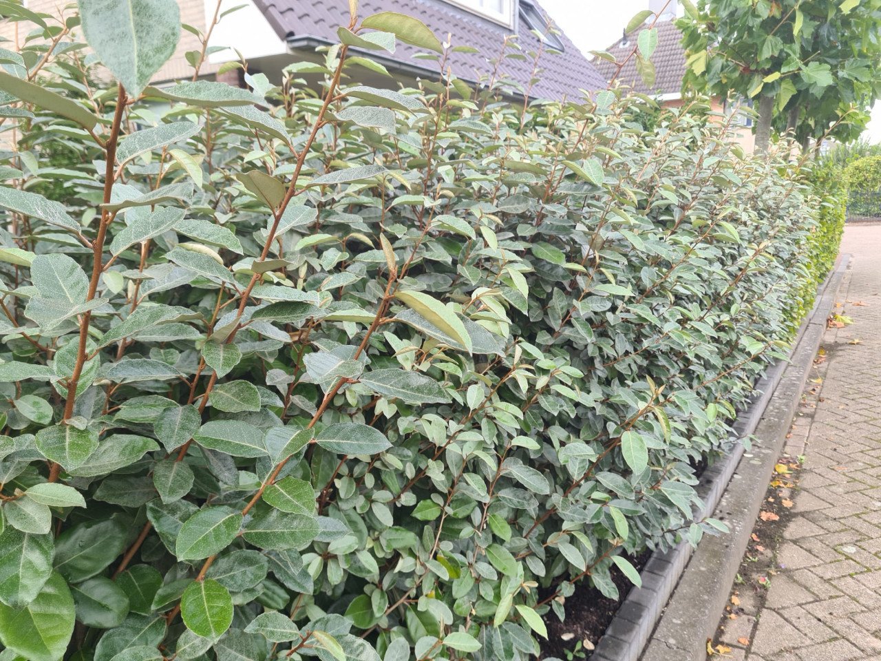 Olijfwilg haagplanten potgekweekt 100-120 cm