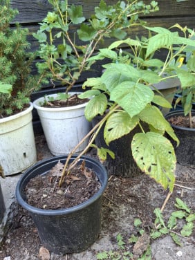 Framboos plant