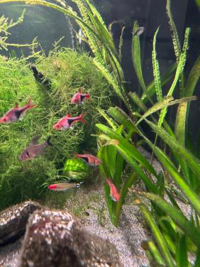 Aquariumvissen
