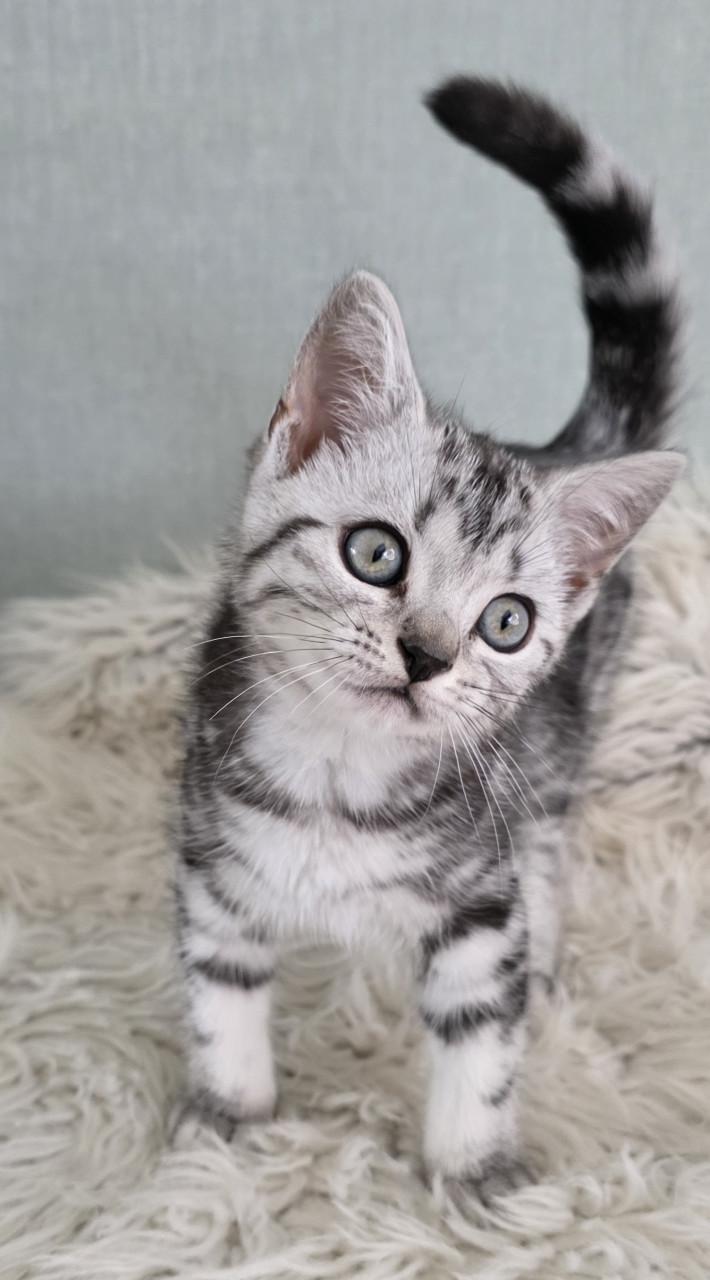 Brits korthaar kitten (Whiskas)