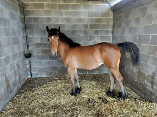Kruising haflinger x freiberger 21/8/2024 merrie