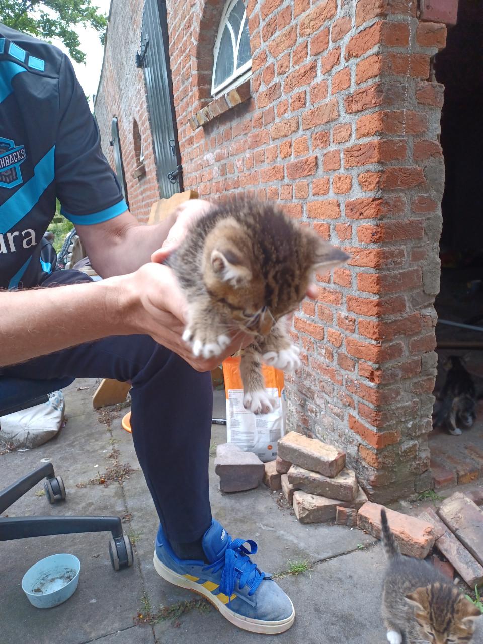 Kittens