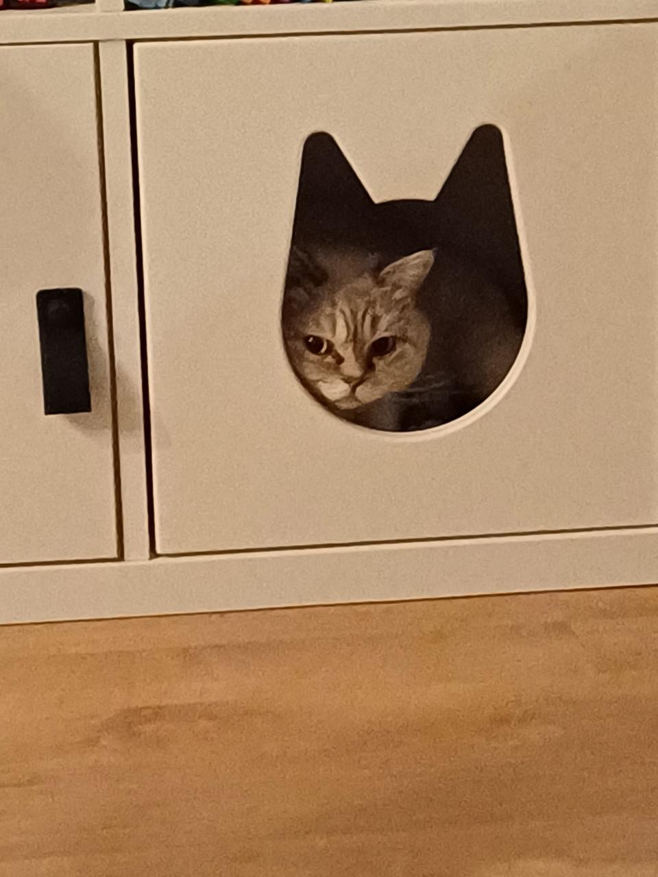 NIEUW: Ikea Kallax kattenhuis met bijbehorend kussentje