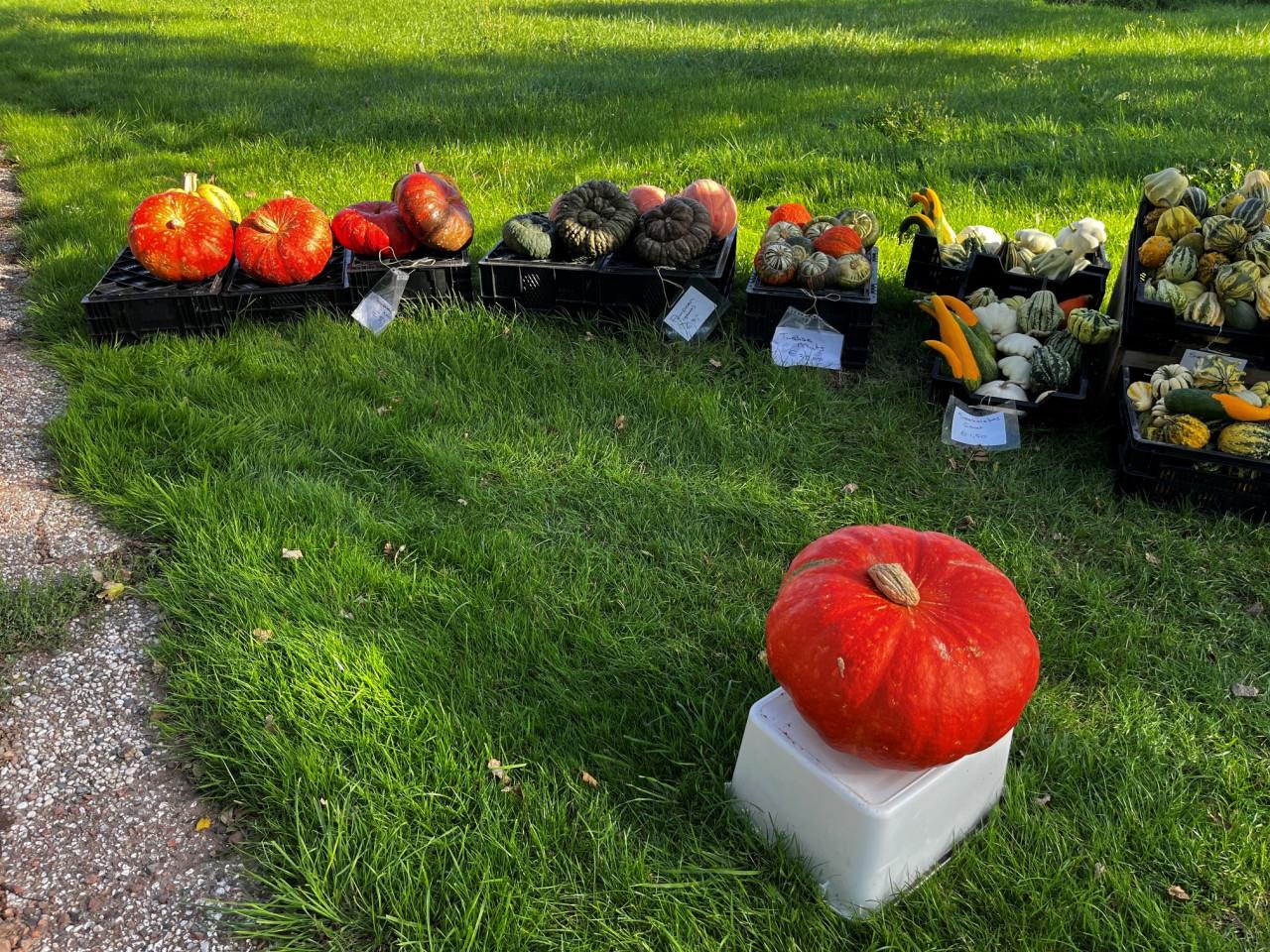 Pompoenen en sier kalebassen