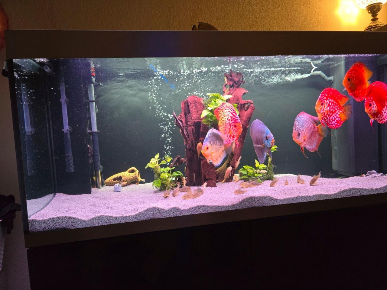 Te koop Oase verlichtingsset compleet