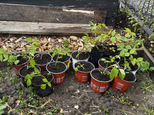 Frambozenplant stekken