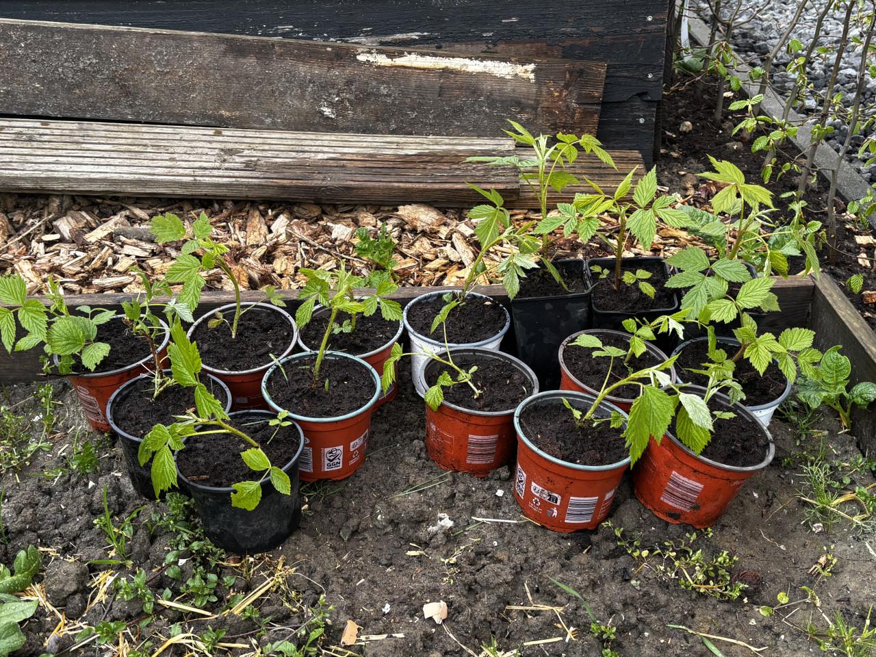 Frambozenplant stekken