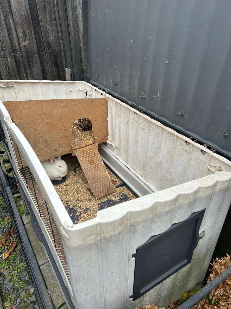 Konijnenhok met super lief konijn