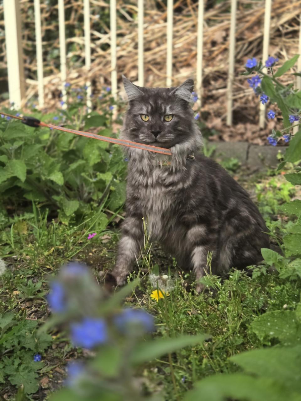 Prachtige maine coon dekkater