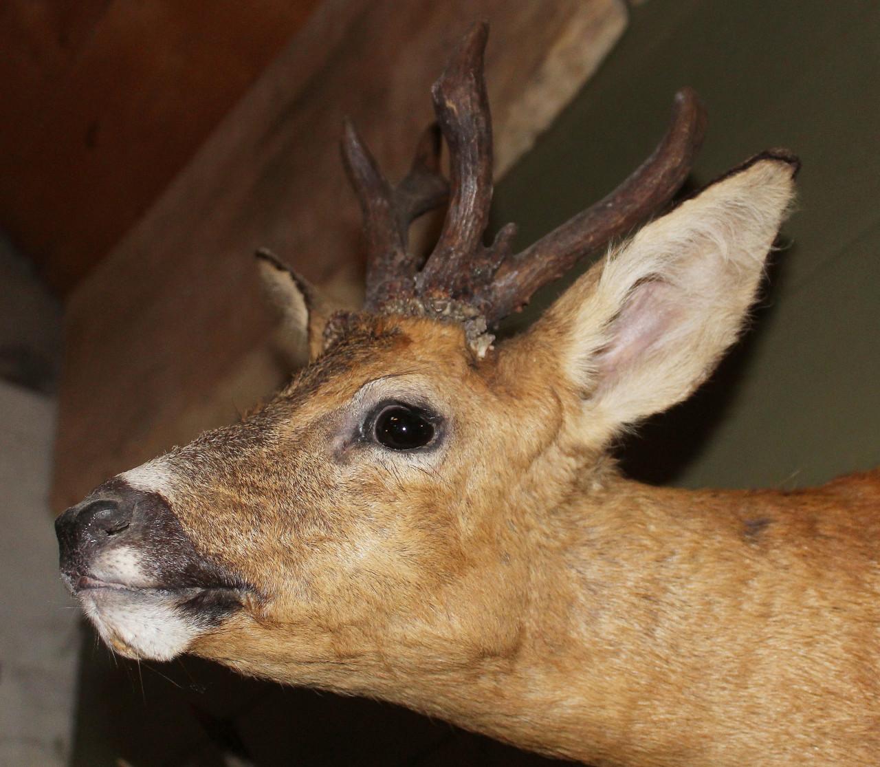 De nieuwsgierige ree