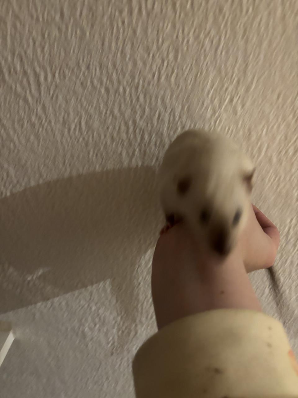 Siamese jongen ratjes te koop