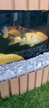 Koi's