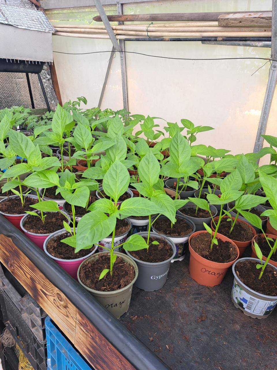 TOMATEN. PAPRIKA EN SPAANSE PEPER PLANTEN