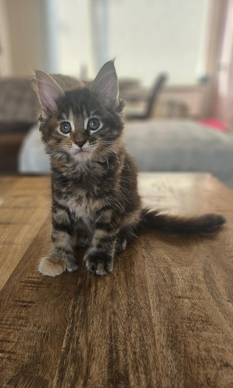 Maine coon kittens